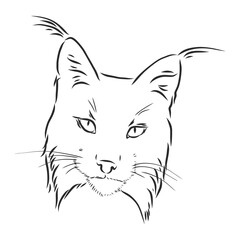 Hand drawn sketch style portrait of lynx isolated on white background. Vector illustration. lynx vector sketch illustration