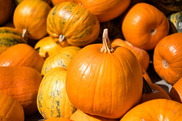 Orange and bright Halloween pumpkins on the Pumpkin's Day holiday (Dani ludaja) in Kikinda, Serbia