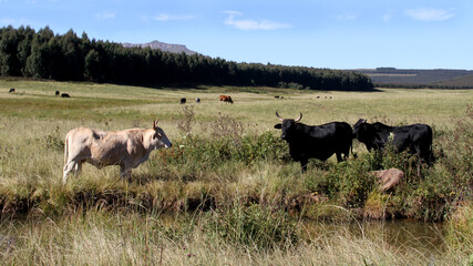 Colored landscape photo of a Tuli bull with long horns,   other cattle near QwaQwa, Eastern Free State, SouthAfrica. Blue sky. Wall-Art