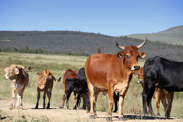 Colored landscape photo of a Tuli bull with long horns,   other cattle near QwaQwa, Eastern Free State, SouthAfrica. Blue sky. Wall-Art