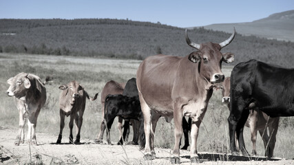 Colored landscape photo of a Tuli bull with long horns,   other cattle near QwaQwa, Eastern Free State, SouthAfrica. Blue sky. Wall-Art