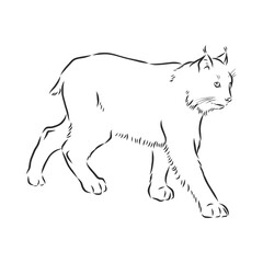 Hand drawn sketch style portrait of lynx isolated on white background. Vector illustration. lynx vector sketch illustration