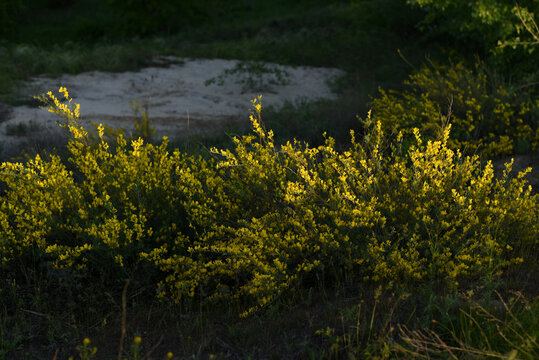 Flowering branches (Chamaecytisus ruthenicus) on natural background. Russian Broom. Yellow flowers of Chamaecytisus ruthenicus bushes in the steppe beam in Russia in spring.