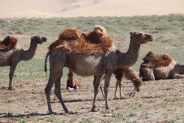 Kamelherde mit Jungtier in Gobi Wüste, Mongolei