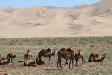Kamelherde mit Jungtier in Gobi Wüste, Mongolei