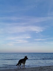 El mar y un perro