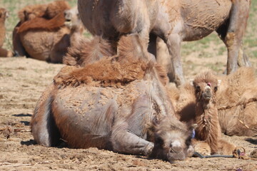 Kamelherde mit Jungtier in Gobi Wüste, Mongolei