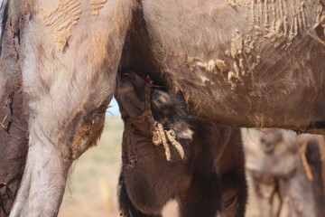 Kamelherde mit Jungtier in Gobi Wüste, Mongolei