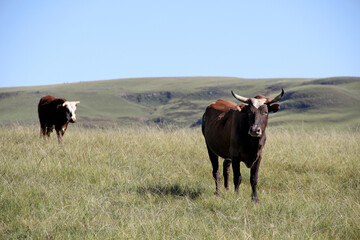 Colored landscape photo of a Tuli cow with long horns strolling over a hill near QwaQwa, Eastern Free State, SouthAfrica. Blue sky. Wall-Art