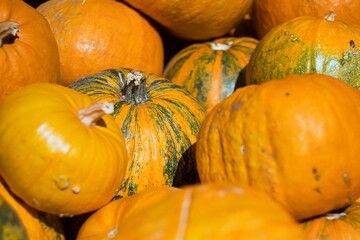 Orange and bright Halloween pumpkins on the Pumpkin's Day holiday (Dani ludaja) in Kikinda, Serbia