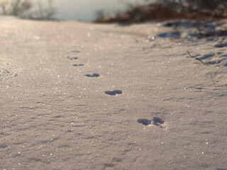 Animal footprints in the snow in the sun