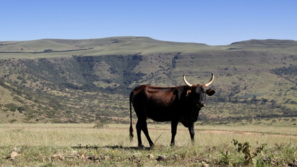 Colored landscape photo of a Tuli cow with long horns strolling over a hill near QwaQwa, Eastern Free State, SouthAfrica. Blue sky. Wall-Art