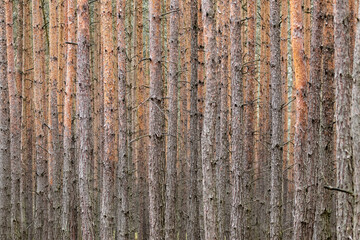 Uprawa leśna sosny Pinus sylvestris - obrazy, fototapety, plakaty