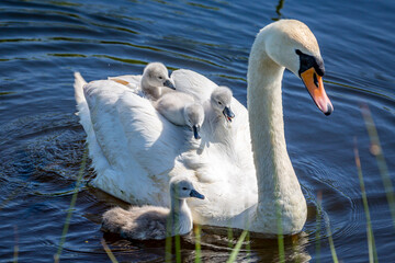 A Swan and Cygnets © lemanieh