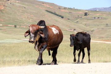 Landscape photo of cows on a dirt road near QwaQwa, Eastern Free State, South Africa. Blue sky. Nguni, long horns. Wall-Art