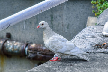 pigeon in the city