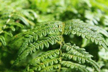 fern leaves
