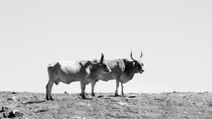 Black and white landscape photo of a Tuli cows with long horns strolling over a hill near QwaQwa, Eastern Free State, SouthAfrica. Blue sky. Wall-Art