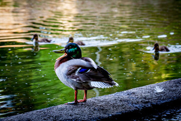 A Male Mallard Duck © lemanieh