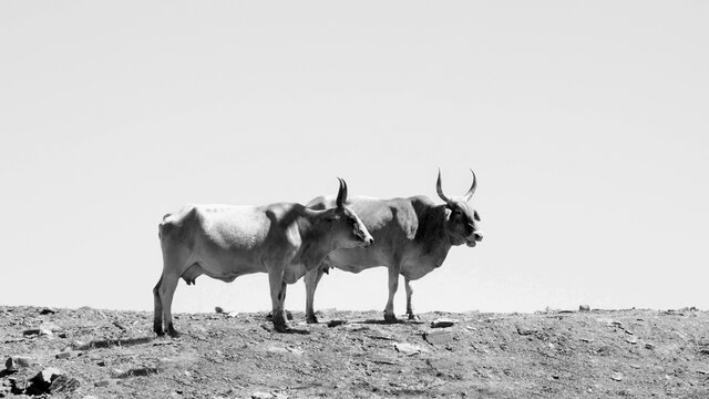 Black and white landscape photo of a Tuli cows with long horns strolling over a hill near QwaQwa, Eastern Free State, SouthAfrica. Blue sky. Wall-Art