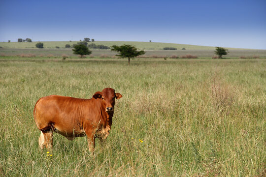 Afrikaner cows between trees. Ventersdorp area, Noordwes, South Africa.