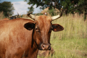 Obraz premium Cattle farming in the Northwest of South Africa, Dome-Area. Potchefstroom. Tuli breed.
