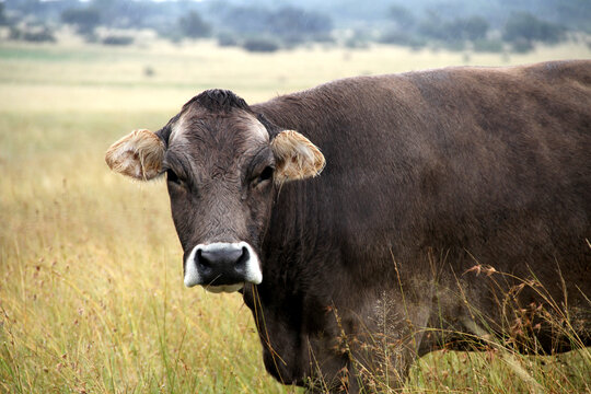 Cow in the rain.  Jersey is a British breed of small dairy cattle from Jersey, in the British Channel Islands. It is one of three Channel Island cattle breeds, the others being the Alderney 