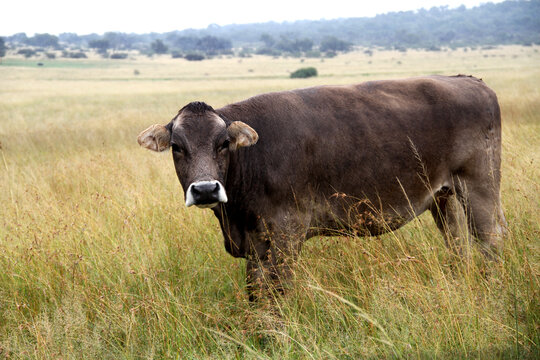 Cow in the rain.  Jersey is a British breed of small dairy cattle from Jersey, in the British Channel Islands. It is one of three Channel Island cattle breeds, the others being the Alderney 