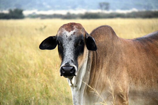 Brahman in the rain. District Ventersdorp.   Green field. The Brahman is a medium sized beef breed, with bulls weighing between 700 to 1000 kg and cows weighing between 450 kg to 650 kg. 