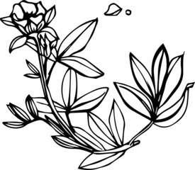 vector black and white graphics of a bouquet of medicinal herbs and flowers