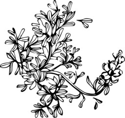 vector black and white graphics of a bouquet of medicinal herbs and flowers