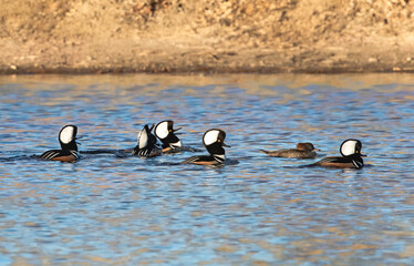 A large group of Hooded Merganser drakes exhibiting courting behavior as they swim along with a...