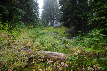 Path in the woods between trees with green grass and fog