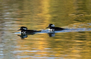 Two Hooded Merganser drakes with a glint of light in their eye, are a pretty silhouette in this golden lake illuminated by the setting sun.