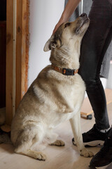 disabled dog sits near a person
