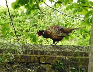 Pheasant on a wall