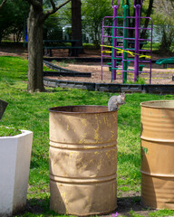 A Squirrel Sitting on a Metal Trash Can at a Park