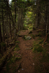 Mount Isolation hiking trail in the White Mountains.