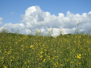 Yellow-green crops in the field 