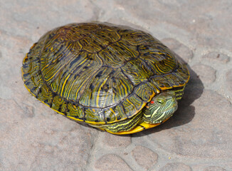 An image of Red Eared Turtle