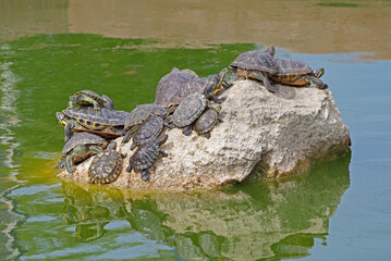 red-eared turtles basking in the sun