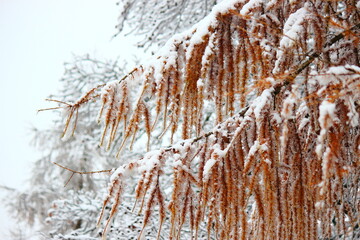Lärche im Schnee