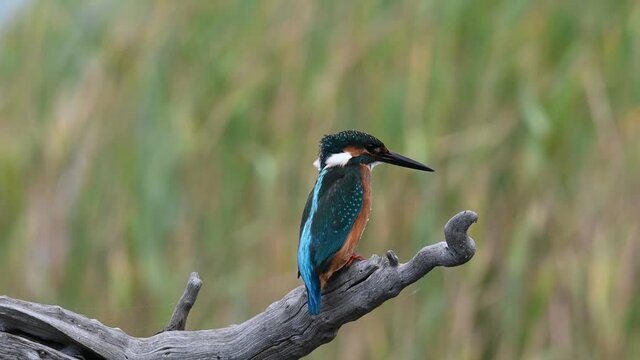 The common kingfisher (Alcedo atthis) also known as the Eurasian kingfisher and river kingfisher sitting on branch
