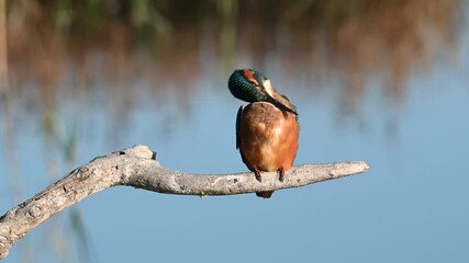 The common kingfisher (Alcedo atthis) also known as the Eurasian kingfisher and river kingfisher sitting on branch
