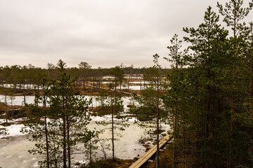 Fototapeta premium Viru raba (Viru bog) in Estonia in Lahemaa National Park with a boardwalk (accessible to wheelchair) with an observation tower in the middle of it. Captured in winter.