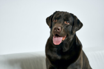 Purebred dog with black hair on a light background portrait, close-up, cropped view