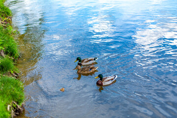 Ducks on the lake in the city park