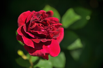 Eine blühende rote Rose im Garten