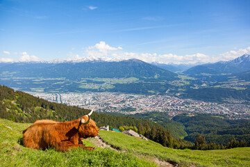 Highland cattles graze on the mountain
