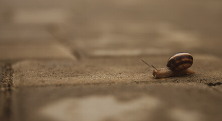 snail on a stone